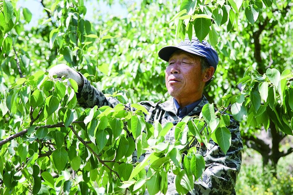 小南果香飘全国　大产业致富一方