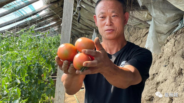 亩产万余斤销路不发愁 小柿子丰收正当时