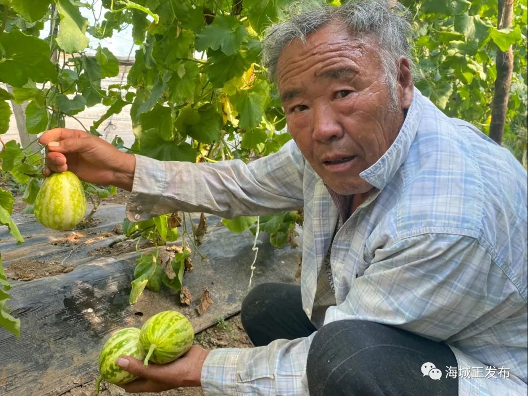 感王镇于官村 | 香瓜种植助增收 开启乡村振兴“致富门”