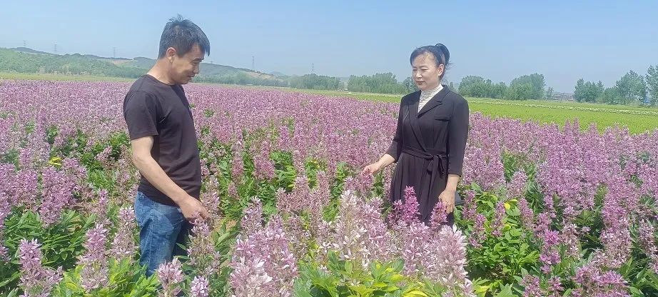 【北纬40度 海城质造】岔沟镇：中草药种植亮出“海城质造”新颖名片