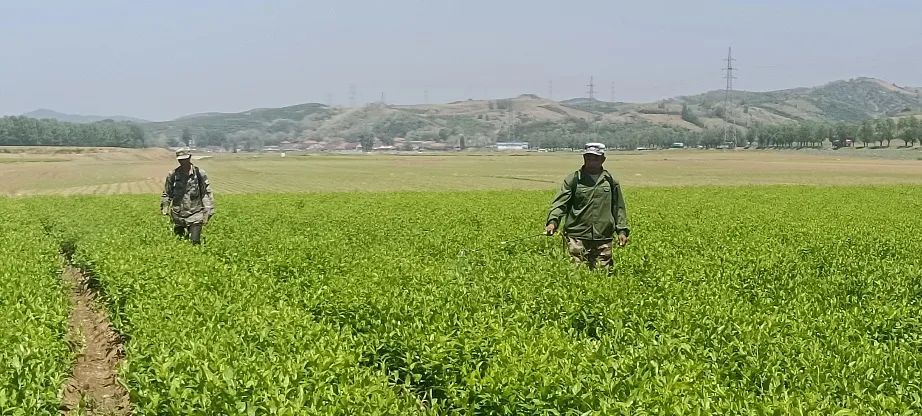 【北纬40度 海城质造】岔沟镇：中草药种植亮出“海城质造”新颖名片