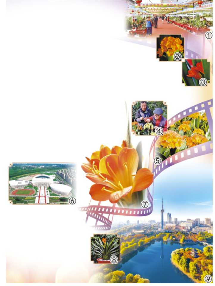 花中君子传雅韵（一朵花读懂一座城）