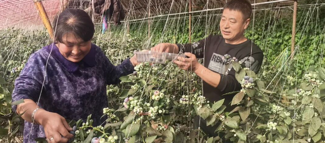 【2026新春走基层】农业大棚春意浓 文明之风暖乡风