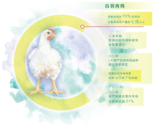 白羽肉鸡育种攻关记