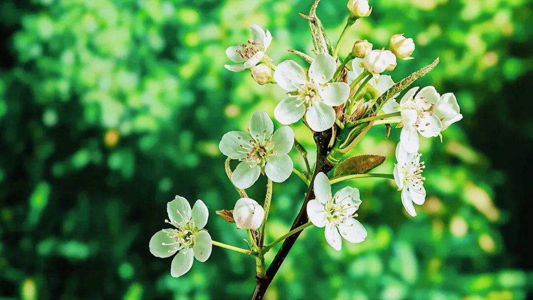 【走进海城】梨花盛放 雪海盈枝醉春光