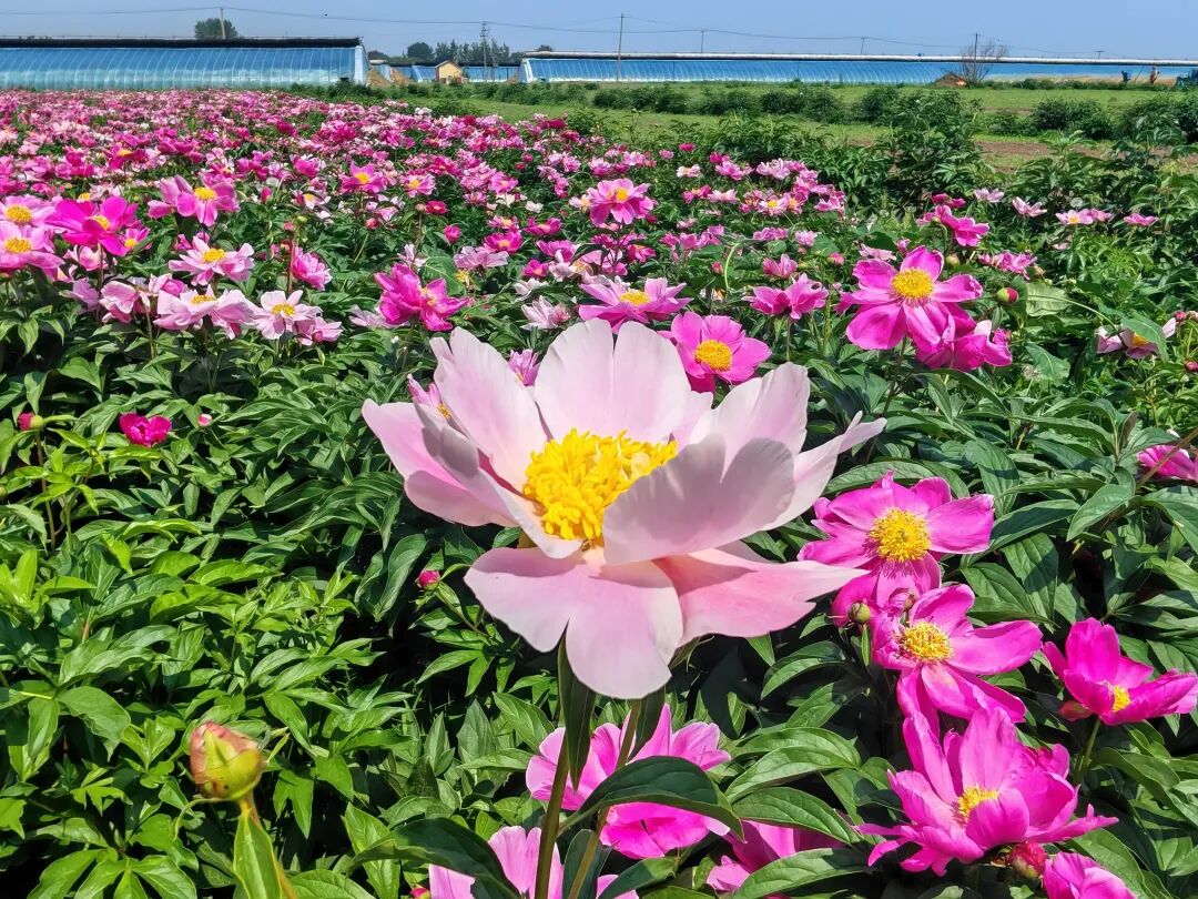 【记者在一线】芍药花开富乡村 新农人王军的六年坚守
