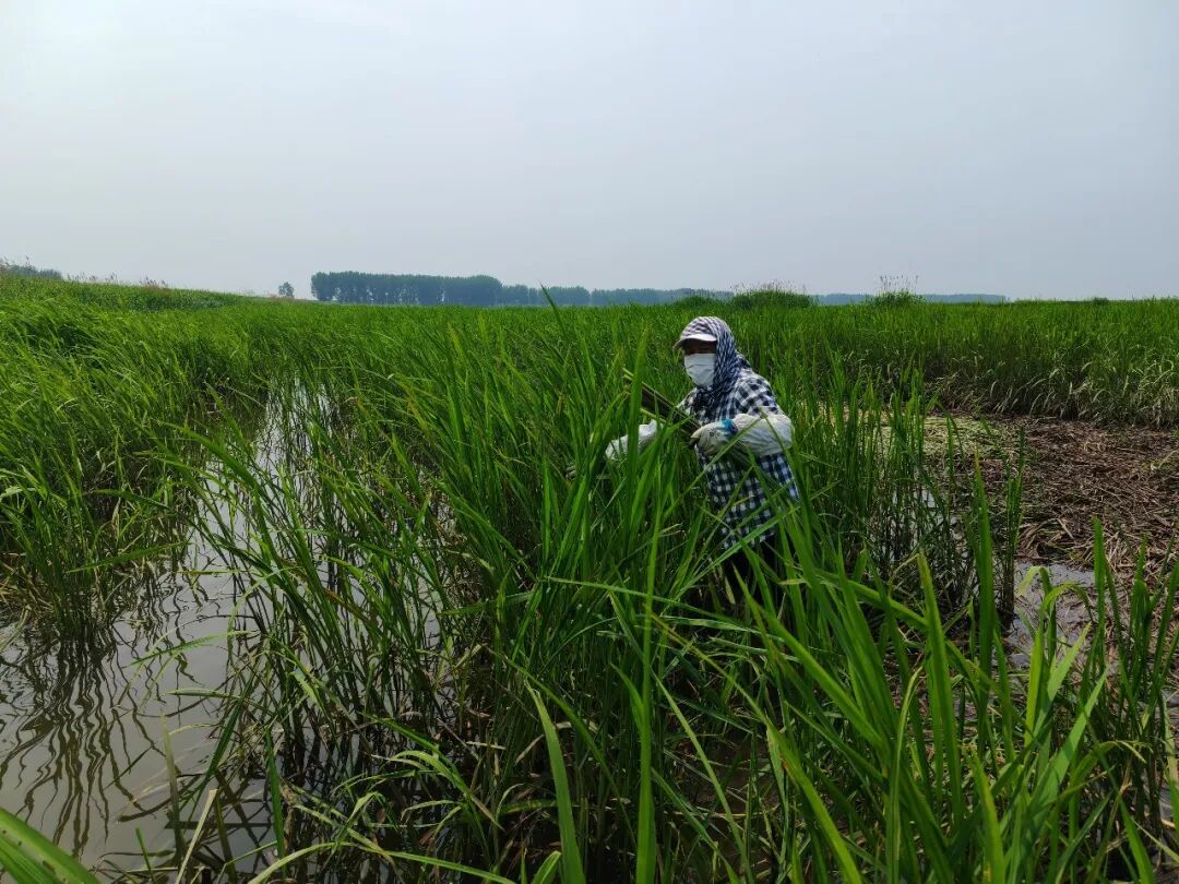 【记者在一线】湿地风光美，蒲笋采摘忙！西四镇生态富