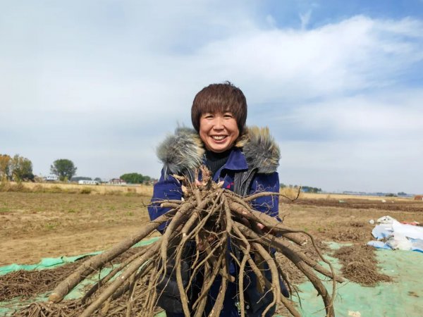 【记者在一线】赤芍开挖！药田迎来丰收时刻
