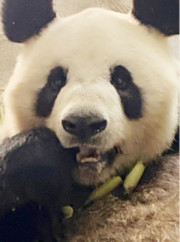 定了！来鞍大熊猫选了这两只