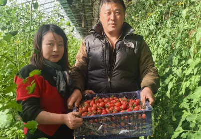 【2026新春走基层】农业大棚春意浓 文明之风暖乡风